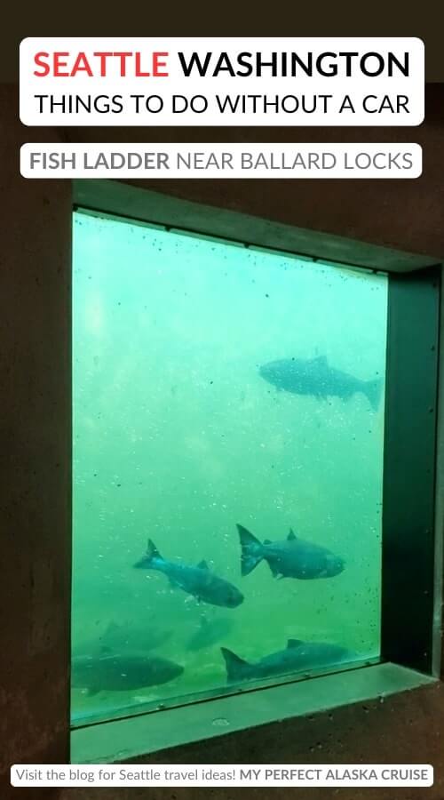 ballard locks fish ladder. seattle things to do