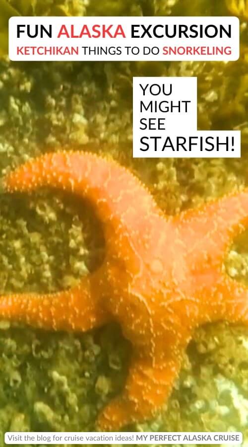 snorkeling in alaska. snorkel alaska review. ketchikan snorkeling tour. fun and unique ketchikan excursions. alaska starfish