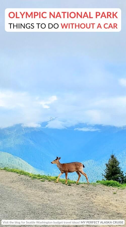 hurricane ridge wildlife: deer in olympic national park without a car