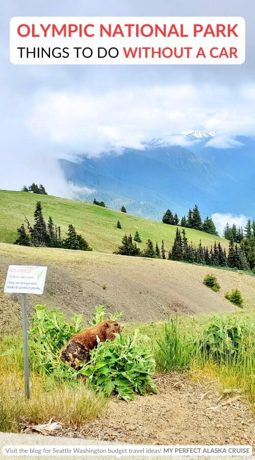 hurricane ridge wildlife: olympic marmots in olympic national park without a car