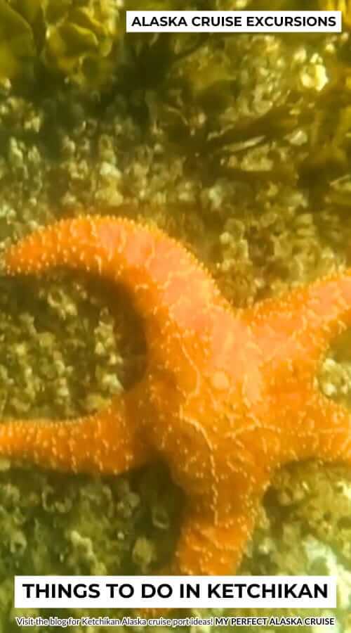 fun snorkeling in ketchikan to see starfish