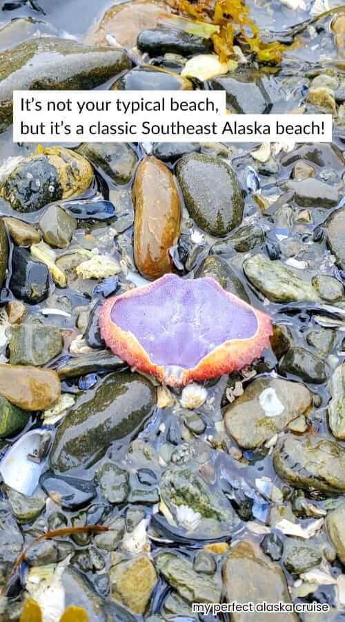 sage beach tidepooling in sitka alaska. shell on the beach in sitka